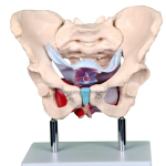 Female Pelvic Muscles and Organs